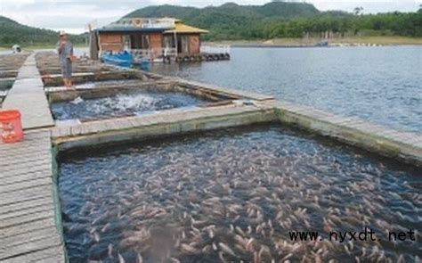 魚池養魚|池塘養魚（漁業養殖技術）